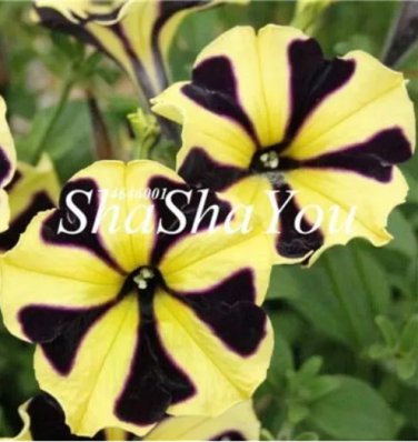 Rare 200Pcs Hanging Petunia Bonsai Flower Blue Morning Glory Bonsai,Rare Color Petunia Flower