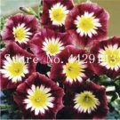 Rare 100 Pcs/Bag Rare Star Petunia Blue Bonsai Garden and Patio Potted Plant