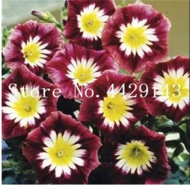 Rare 100 Pcs/Bag Rare Star Petunia Blue Bonsai Garden and Patio Potted Plant