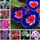 Rare 200 pcs Evening Primrose Blue Evening Primrose, Exotic Heirloom Fragrant Flower