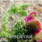 Rare Heirloom Interesting Mesembryanthemum Crystallinum Succulent Plant, 100PCS Bonsai