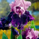 Rare 100 pcs Bonsai Iris Flower Plants, Flores para jardim
