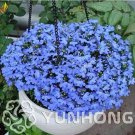 Rare 100pcs Blue Flower Aubrieta cultorum Bonsai, Violet Bonsai