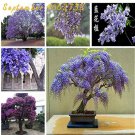 Rare 20 pcs Rare Jacaranda Mimosifolia Tree Bonsai Tree Jacaranda Flower