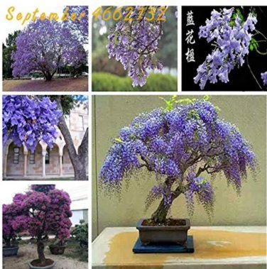 Rare 20 pcs Rare Jacaranda Mimosifolia Tree Bonsai Tree Jacaranda Flower