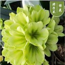 Rare 100 Pcs Clivia Miniata Plant Gorgeous Bonsai Rare Bush Lily Flower