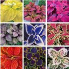 Rare 100 Pcs Coleus Bonsai Rare Coleus Blumei Rainbow Mix Color Flower