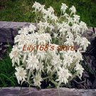 Rare Exotic Edelweiss Seed Flower Plant Seed DIY Home Garden 200 pcs