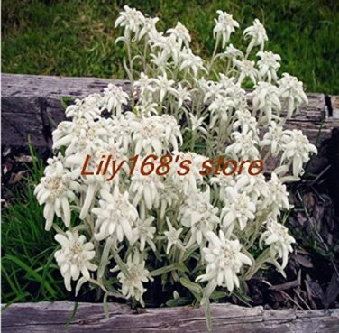 Rare Exotic Edelweiss Seed Flower Plant Seed DIY Home Garden 200 pcs