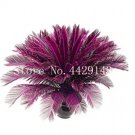 Rare 10 pcs/Bag Blue Cycas Bonsai, Sago Palm Tree Plant