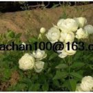 Rare Rose Vine bonsais lings Being Miniature Rose Garden Landscaping 100 Flower Seed