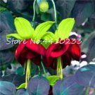 Rare Mixed Colors Lantern Flower Indoor Balcony Bonsai Flower Fuchsias Plant - 100 Pcs
