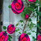 Rare 100 Pcs Thailand Climbing Beautyful Rose Bonsai Flowers Rare Mutli-Color
