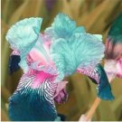 Rare 100 PCS Iris Flower Bonsai Flore 24 Colours Heirloom Blooming Tectorum