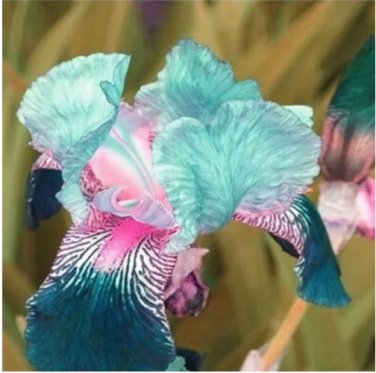 Rare 100 PCS Iris Flower Bonsai Flore 24 Colours Heirloom Blooming Tectorum