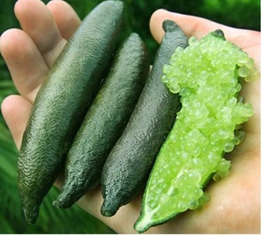 Rare 20 Pcs Novel Finger Limes Citrus Pomegranate Bonsai