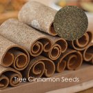 Rare 6 pcs Green Tree Cinnamon Seeds