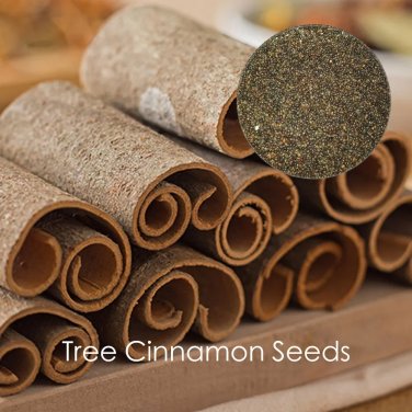 Rare 6 pcs Green Tree Cinnamon Seeds