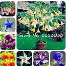 Rare 100Pcs Rainbow Brugmansia Datura Bonsai, Dwarf Brugmansia Angel Trumpets