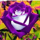 Rare Rose Bonsai Purple Rose with White Red Edge Bonsai Flower 100 Pcs/Bag