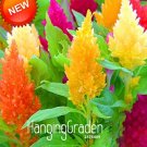Rare 200 PCS/Pack Colorful Pteris Cockscomb Seeds (celosia spicata)