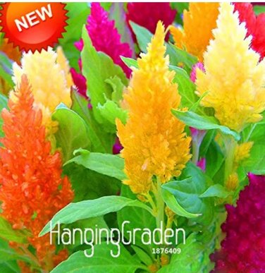 Rare 200 PCS/Pack Colorful Pteris Cockscomb Seeds (celosia spicata)