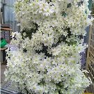 Rare 100 pcs/bag Clematis seeds flowers clematis vine seeds