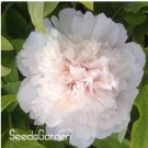 Rare Chinese Rare and Precious Species of Blue Peony Flower Bonsai 10 Pcs/lot