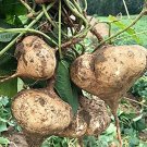Rare 20 Pcs/Pack Pachyrhizus Seeds