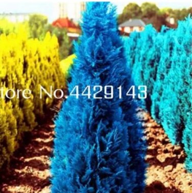 Rare 50 PCS Mini Bule Italian Cypress Tree Plants Popular