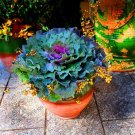 Rare 100 Pcs Flower Bonsai,Very Easy Plant,Mini Garden Flores