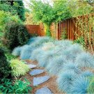 Rare 200 pcs Blue Fescue Grass bonsais - (Festuca glauca)