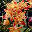 Rare 100 pcs Rare Cymbidium Orchid Plant African Cymbidiums Flores