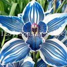 Rare 100 pcs Rare Cymbidium Orchid Plant African Cymbidiums Flores