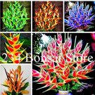 Rare 100 pcs Heliconia Seed Perennial Angiosperm Plants Flower