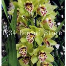 Rare 100 pcs Rare Cymbidium Orchid Plant African Cymbidiums Flores