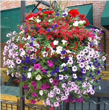 Rare Balcony Patio Flower Bonsai,Mixed Color Hanging Petunia Bonsai, 200 pcs