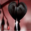 Rare Orchid Seeds 100 pcs