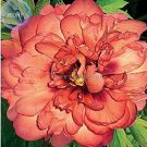 Rare New 'Kopper Kettle' Orange Peony Tree, 5 + Seeds