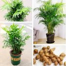 Rare Chrysalidocarpus Lutescens Seeds 5 Pcs/Bag Areca Palm Bonsai Seeds