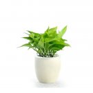 Rare 100 pcs Climbing Epipremnum Aureum Bonsai