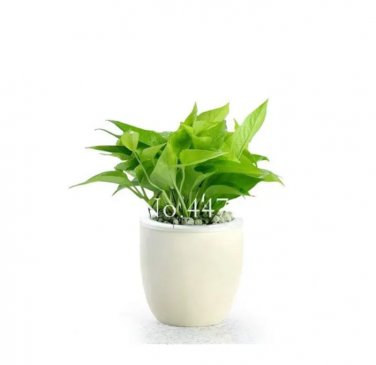Rare 100 pcs Climbing Epipremnum Aureum Bonsai