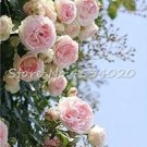 Rare 200 Pcs Lover Multi-Color Climbing Rose jardim
