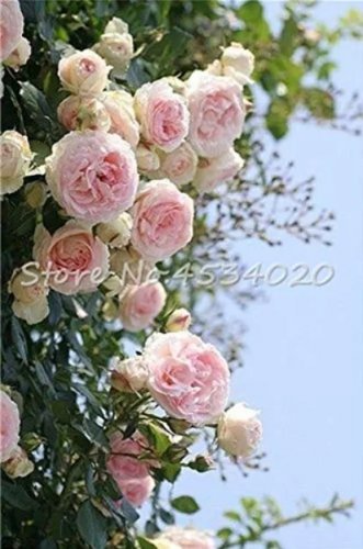 Rare 200 Pcs Lover Multi-Color Climbing Rose jardim