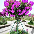 Rare 200 Pcs Lover Multi-Color Climbing Rose jardim