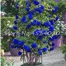 Rare 200 Pcs Lover Multi-Color Climbing Rose jardim