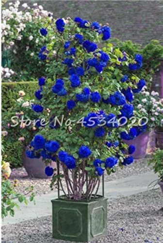 Rare 200 Pcs Lover Multi-Color Climbing Rose jardim