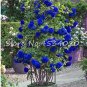 Rare 200 Pcs Lover Multi-Color Climbing Rose jardim