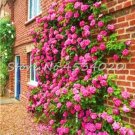 Rare 200 Pcs Lover Multi-Color Climbing Rose jardim