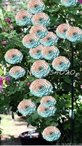 Rare 200 Pcs Lover Multi-Color Climbing Rose jardim